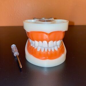 Dental Typodont Model 32 Removable Teeth for Dentists, Hygienists, Assistants